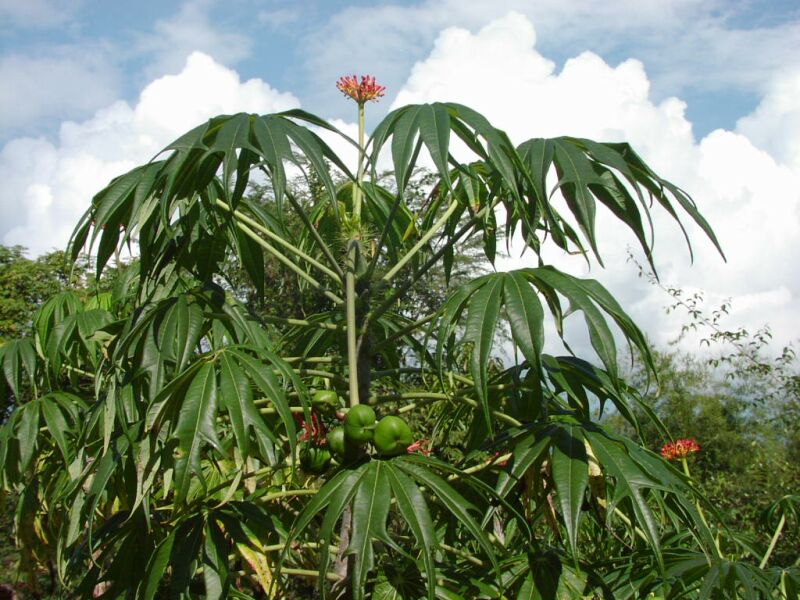 Jatropha