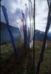 MadMonkFlags.jpg (22005 bytes)