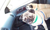 Spike & Chino go for a ride.