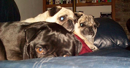 Panda, Tiggy & Spike kickin' it on the couch.