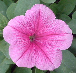 Marsha's homegrown petunia
