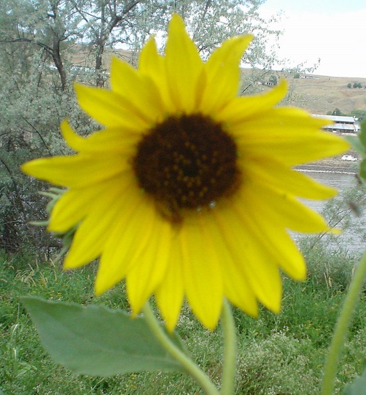Daisy