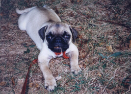 Little Bear