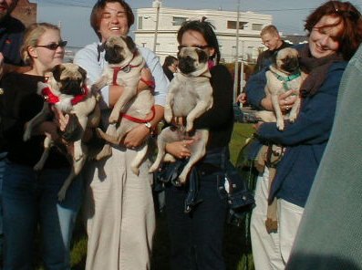 Click here to see the newest pug photos!