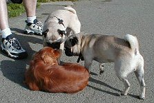 A Spaniel in the works.