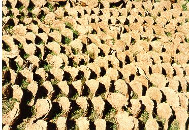 natural building materials or you may simply say cow droppings!
