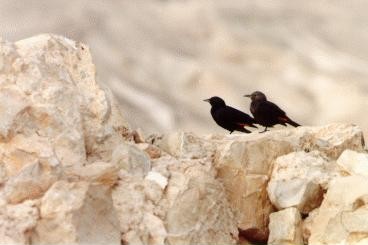 Birds at Qumran