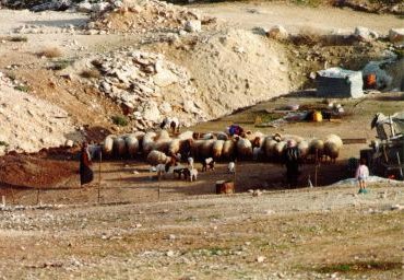 Herd of Sheep at Juda