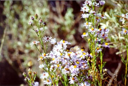 Wildflowers at Grand Tetan National Park