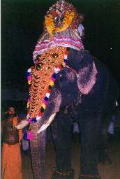 Elephants Photo