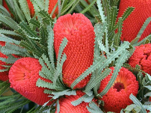 red banksia