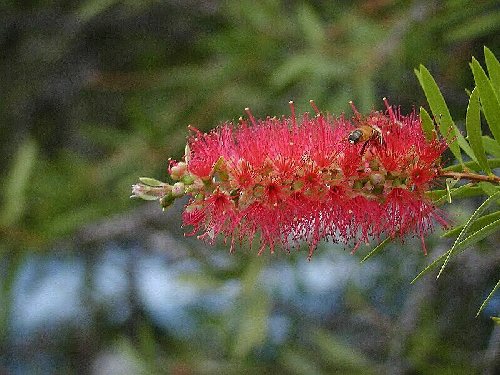 Bee on bottlebrush