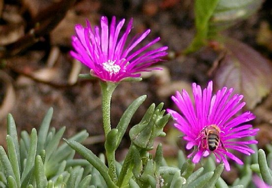 bee on flower