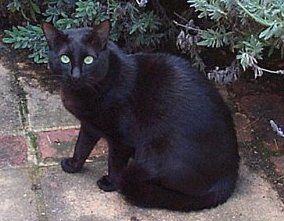 blackie