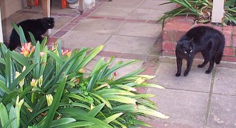 vegemite and blackie