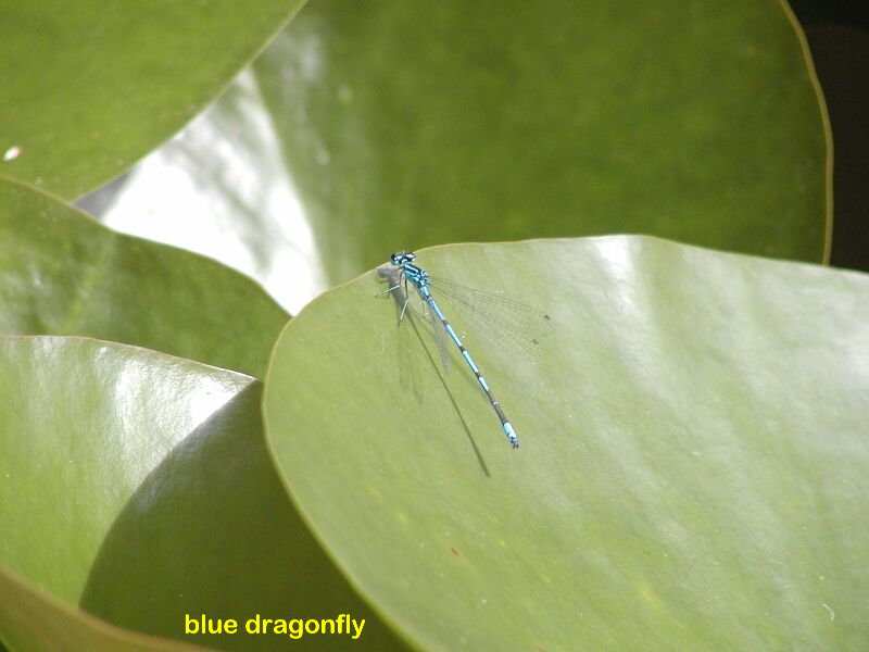 dragonfly