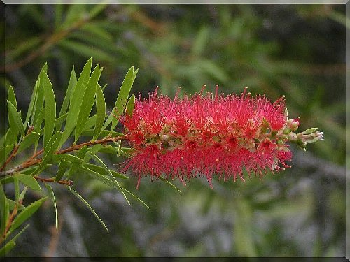 bottlebrush