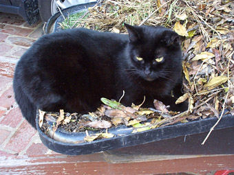 Our cat