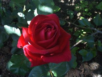 Mr Lincoln Rose
