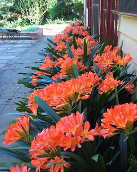 clivia