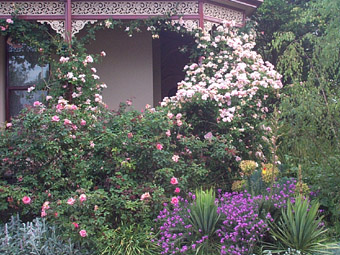 climbing rose