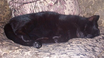 asleep on the couch