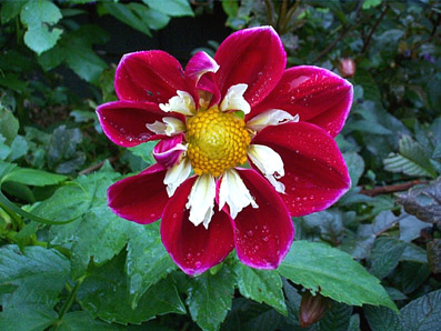dahlia