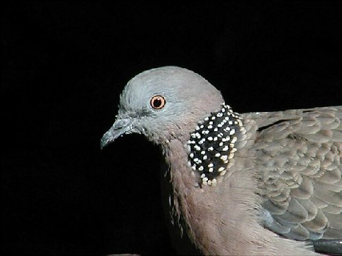 dovehead