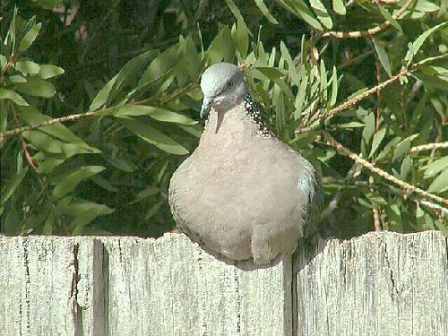 dove