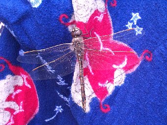Dragonfly