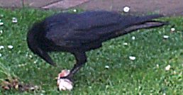 crow with drumstick