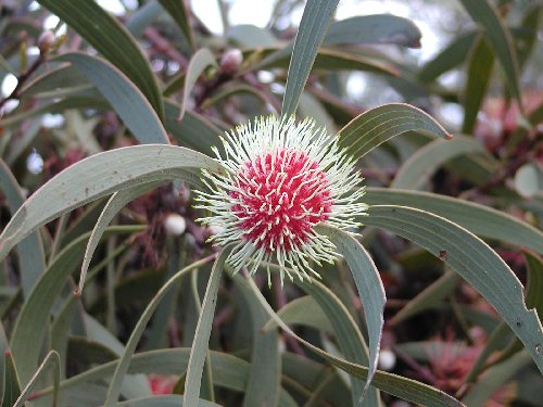 hakea