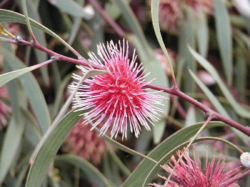 hakea