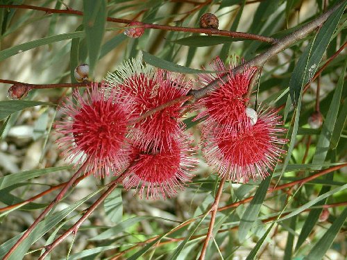 hakea