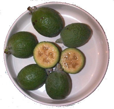 Feijoas