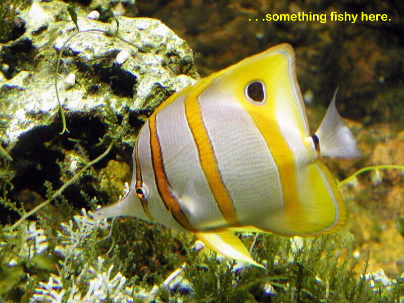 fish