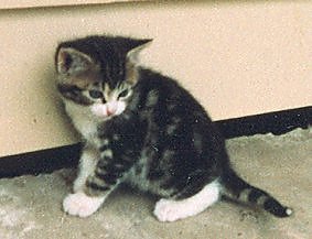 kitten