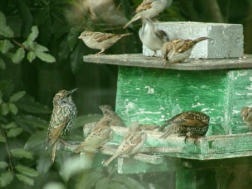 Food Queue