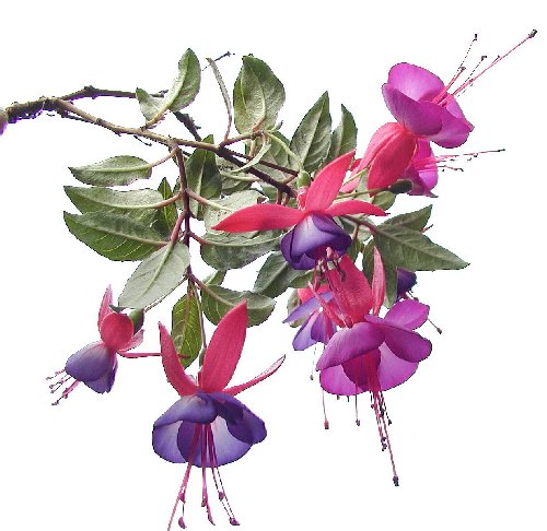 fucshia