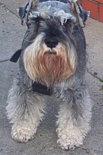 German
