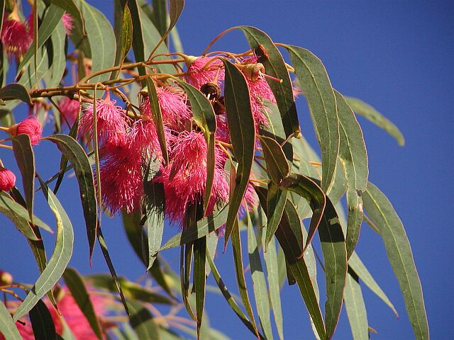 gum flower