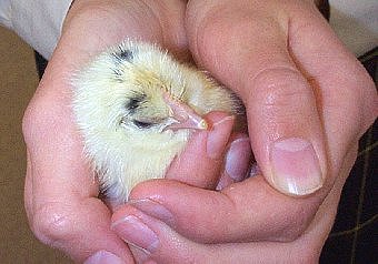 bird in the hand