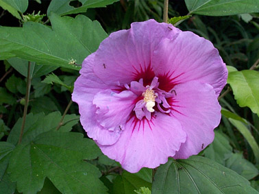 Hibiscus