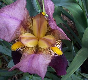 iris