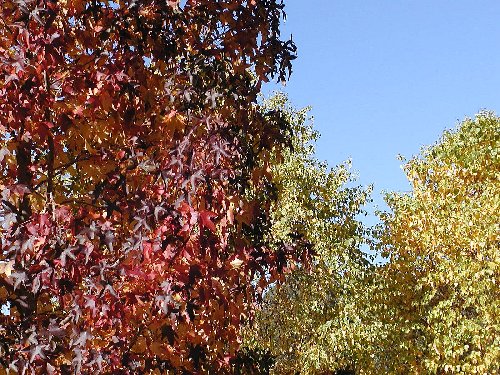 autumn