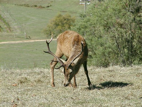 Stag