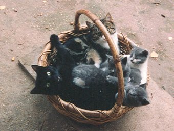 Mother and Son and gray kittens