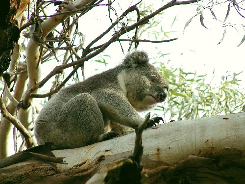 koala