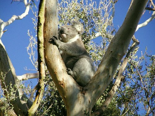 koala