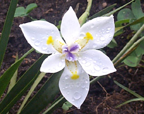 Dietes